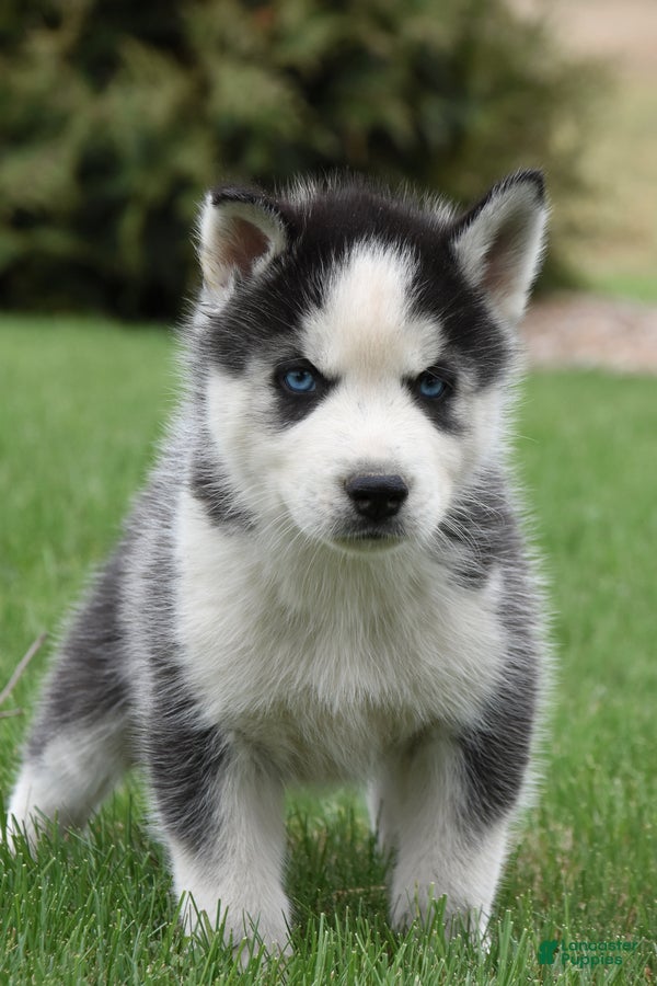 Siberian Husky dogs Saul - Ad 2