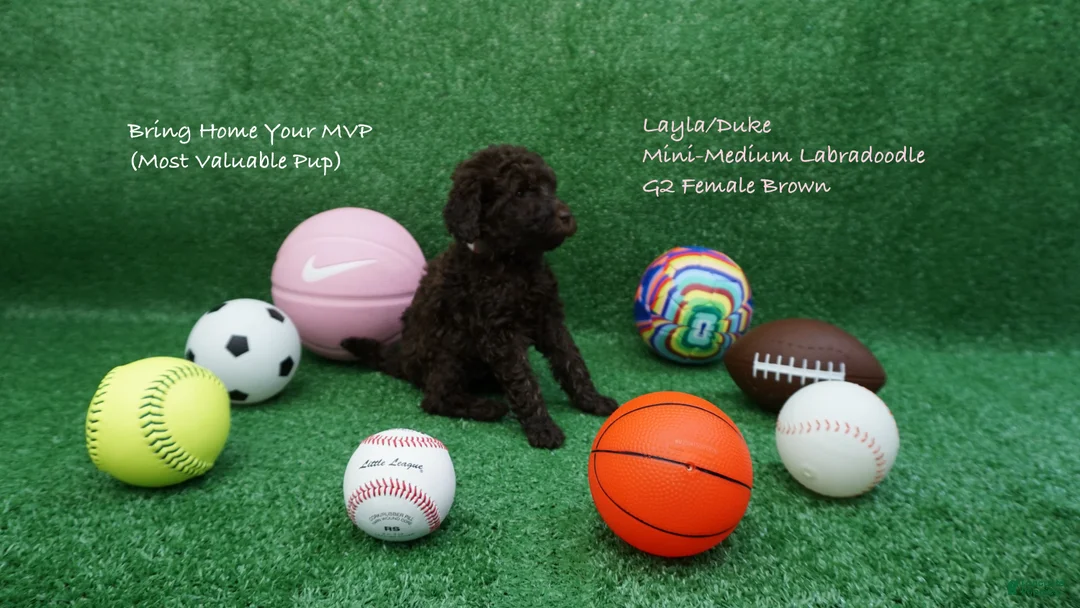 Miniature Labradoodle dogs for sale: LD G2 - Ad 1