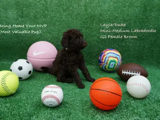 Miniature Labradoodle dogs LD G2 - Ad 25