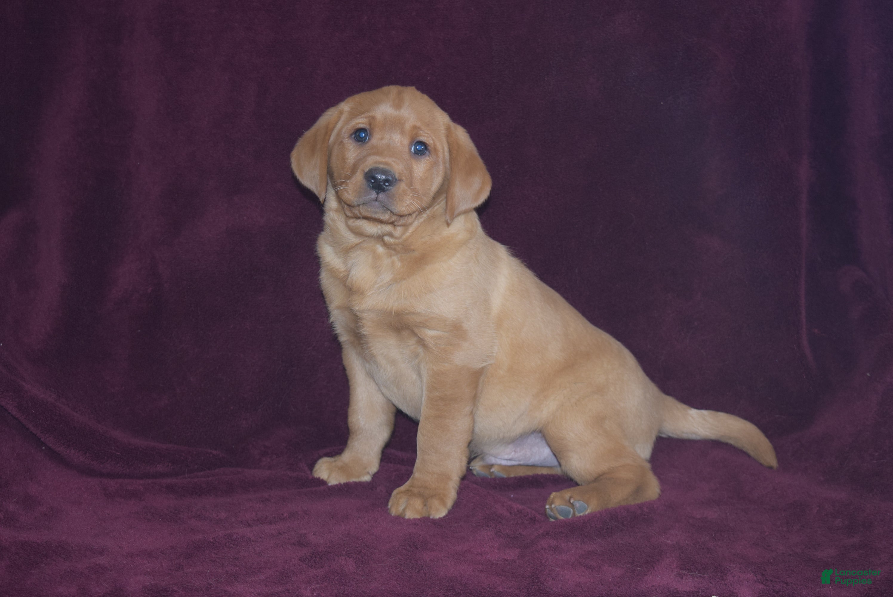 Labrador Retriever dogs Labrador Retriever Puppy 4 - Ad 25