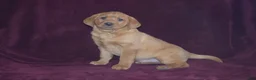 Labrador Retriever dogs for sale: Labrador Retriever Puppy 4 - Ad 1