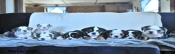 Beabull dogs for sale: Virtue - Ad 3