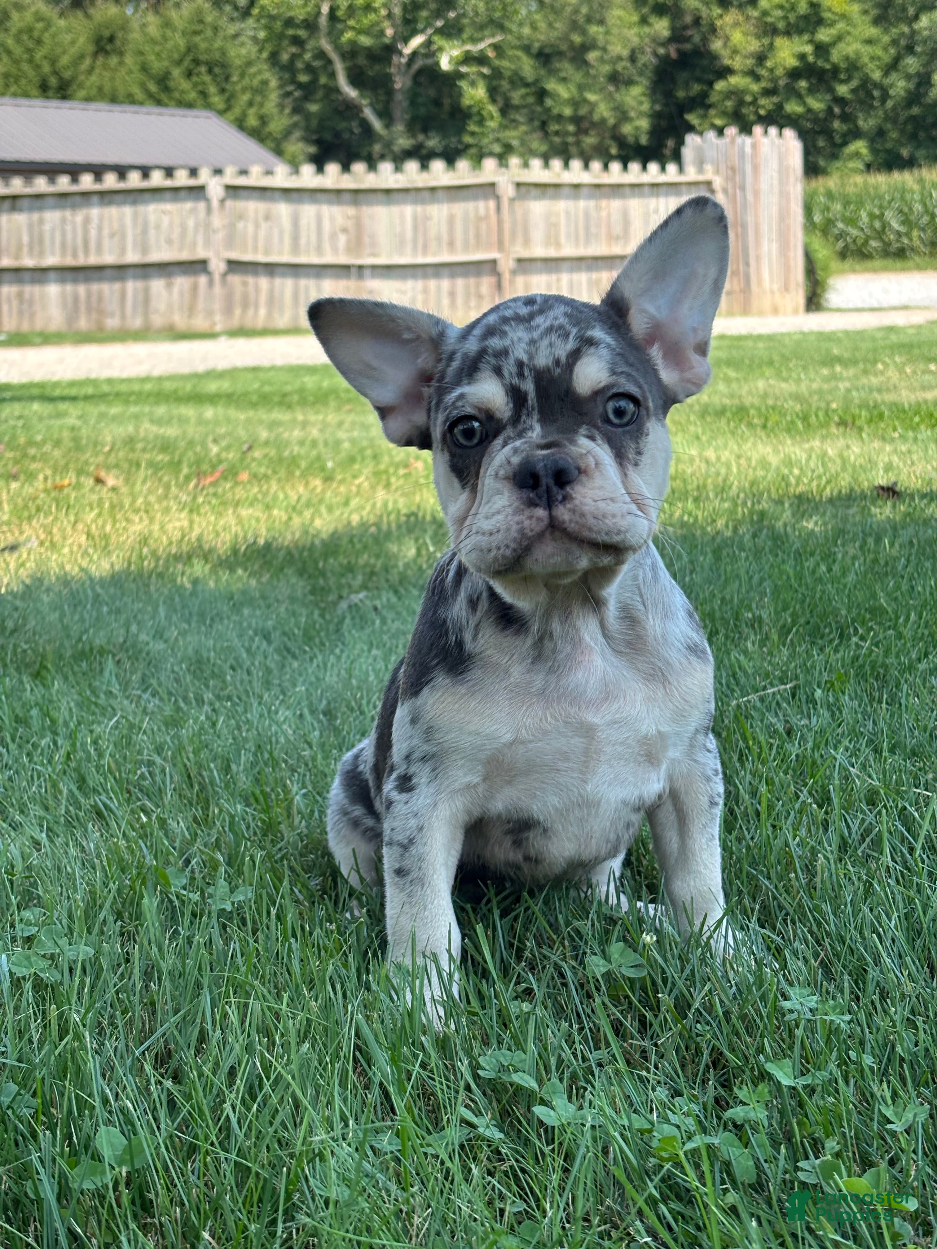 French Bulldog dogs Owen - Ad 1