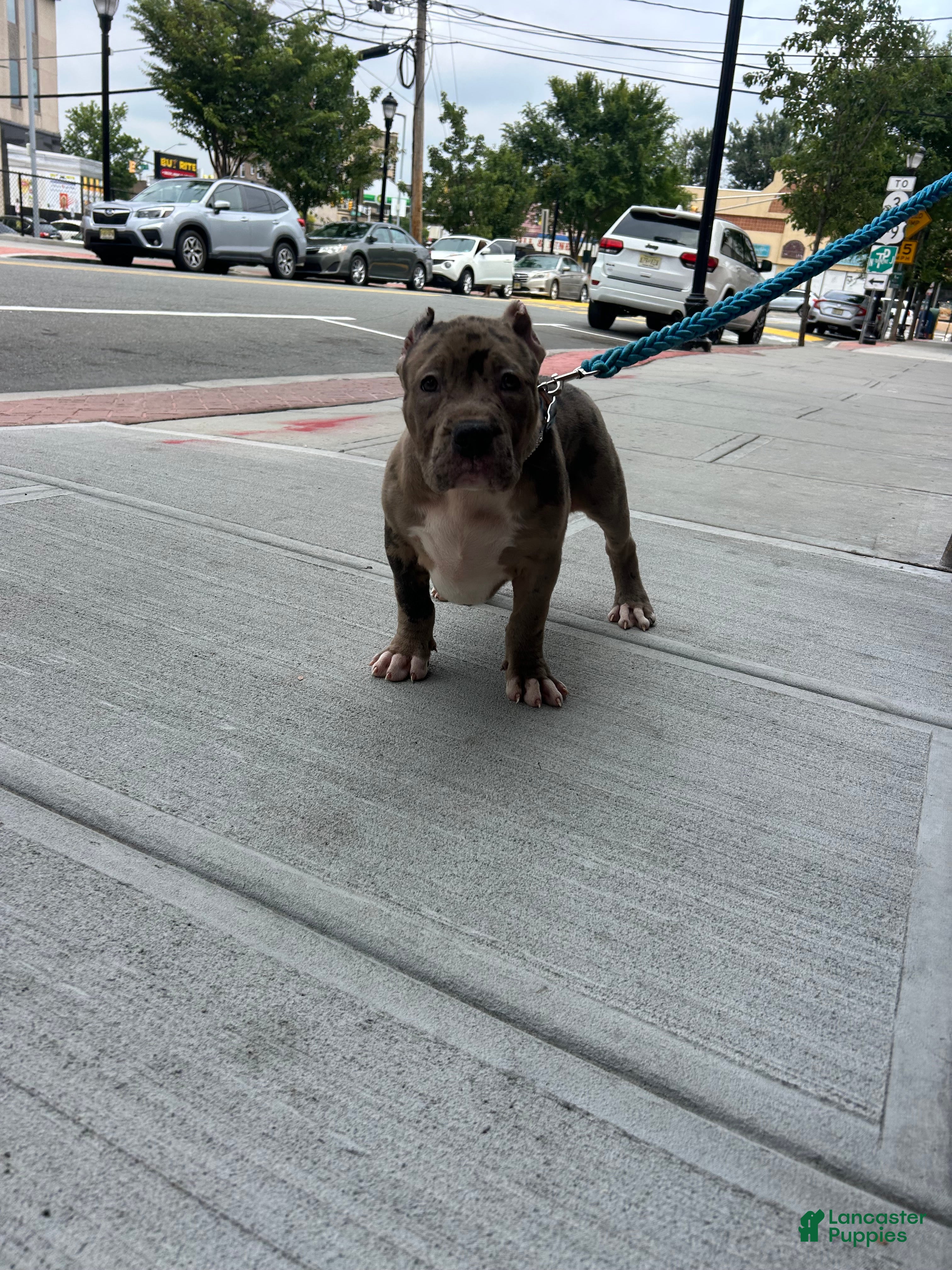 American Bully dogs American Bully 1 - Ad 2
