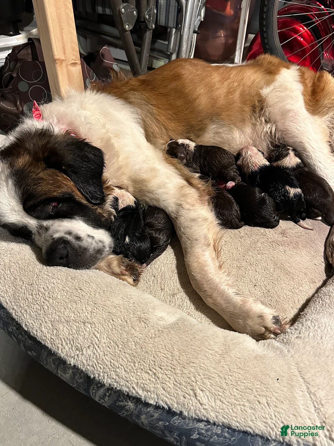 Saint Bernard dogs for sale: Saint Bernard Puppy 1 - Ad 3