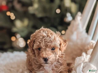 Toy Poodle dogs Nick - Ad 2
