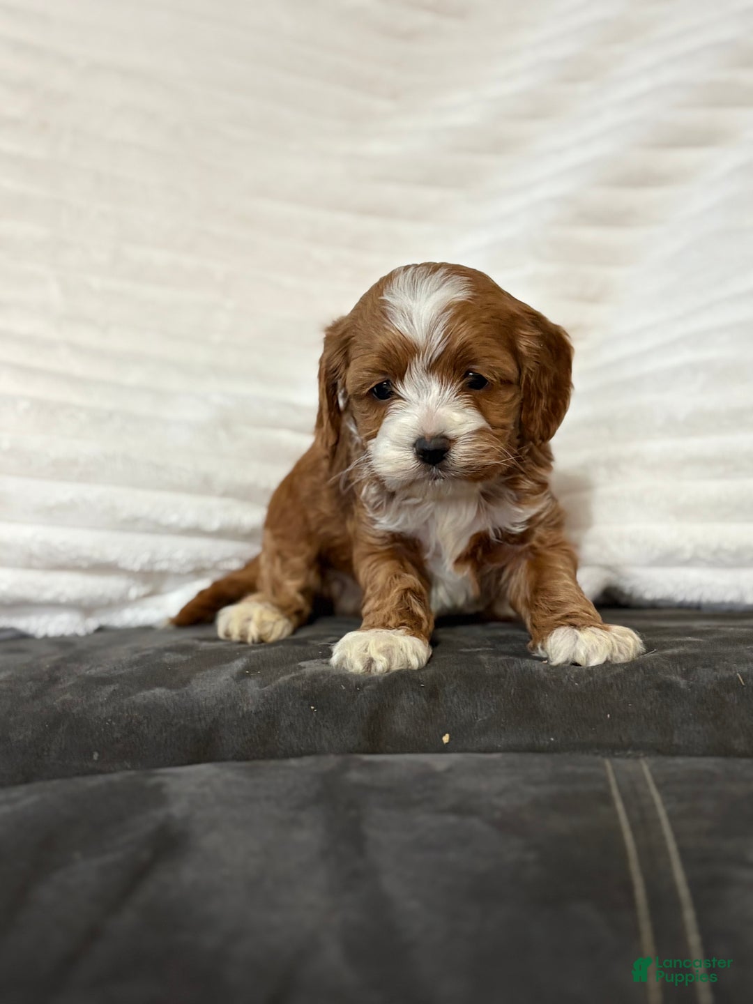 Cockapoo dogs for sale: Cooper - Ad 3