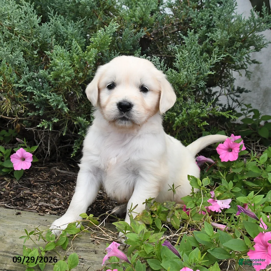 Golden Retriever dogs for sale: Dotty - Ad 1