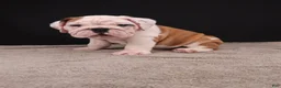 English Bulldog dogs for sale: Charlie  - Ad 17