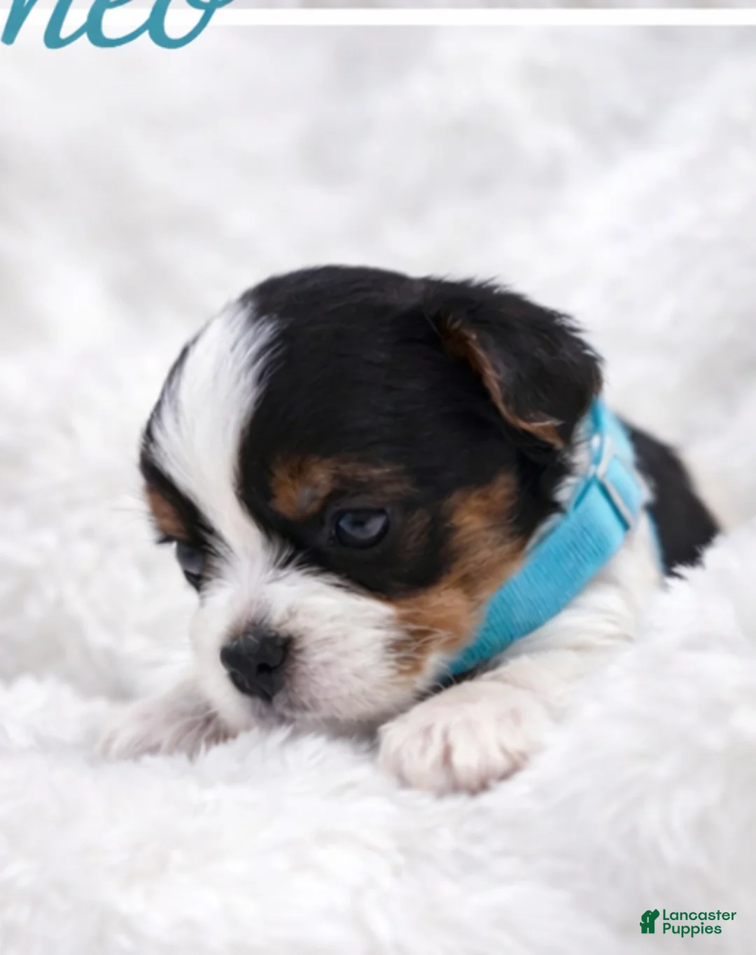 Biewer Terrier dogs for sale: Romeo  - Ad 1