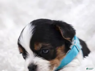 Biewer Terrier dogs for sale: Romeo - Ad 1