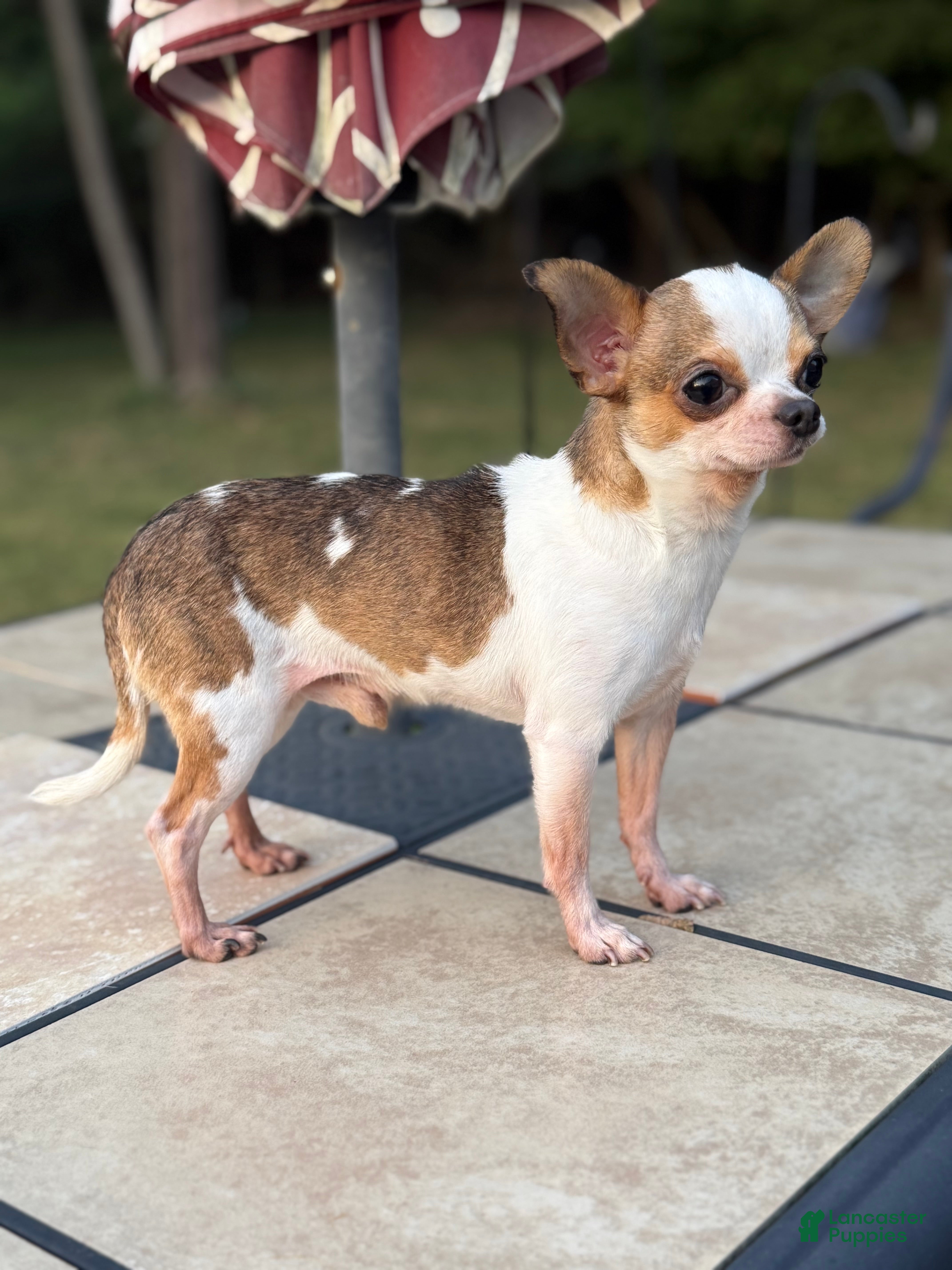 Chihuahua dogs Bambi AKC Full Rights - Ad 1