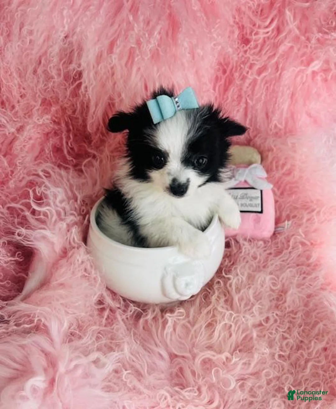 Maltipom dogs for sale: Maltipom Puppy 1 - Ad 3