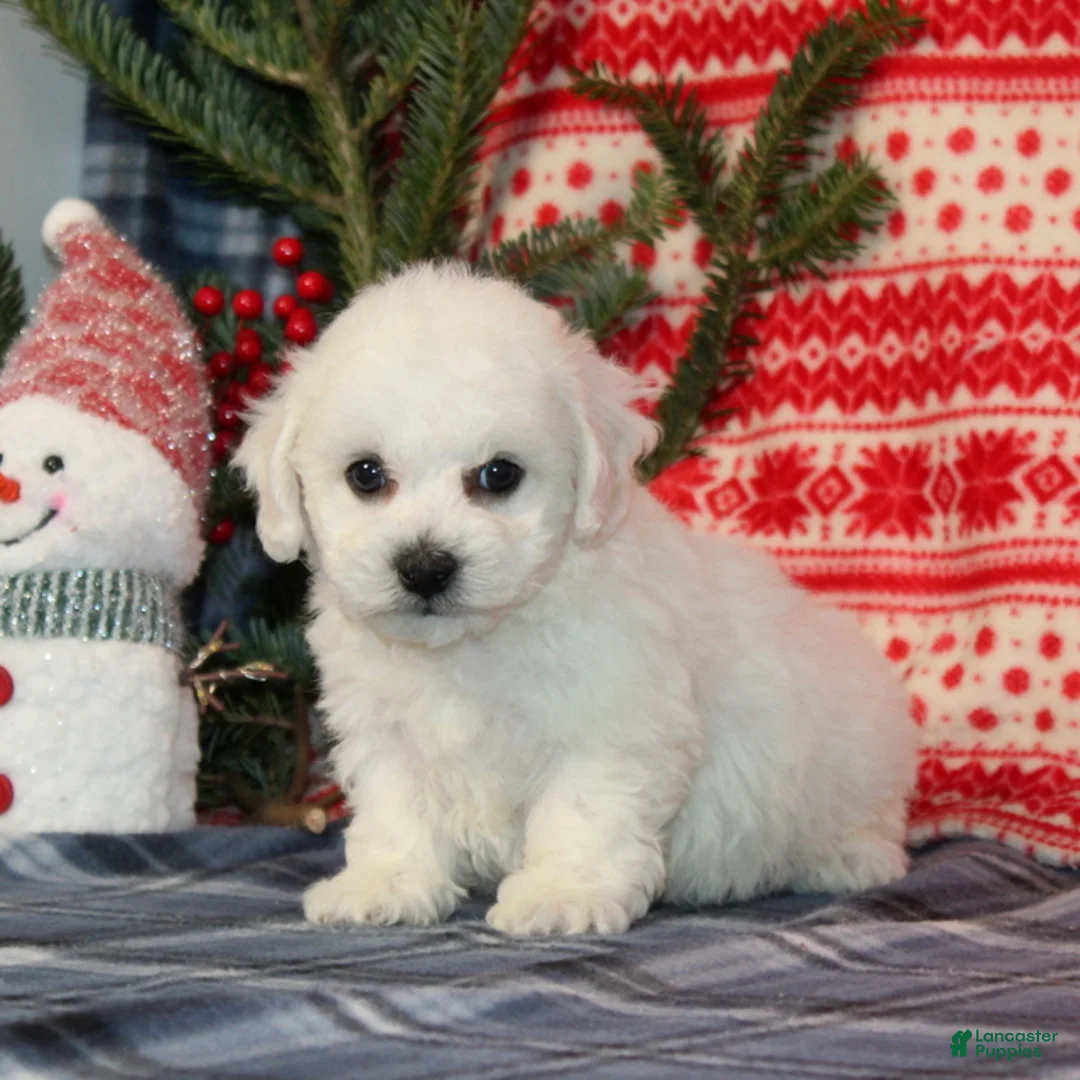 Bichon Frise dogs for sale: Jasper - Ad 1