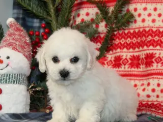 Bichon Frise dogs Jasper - Ad 24