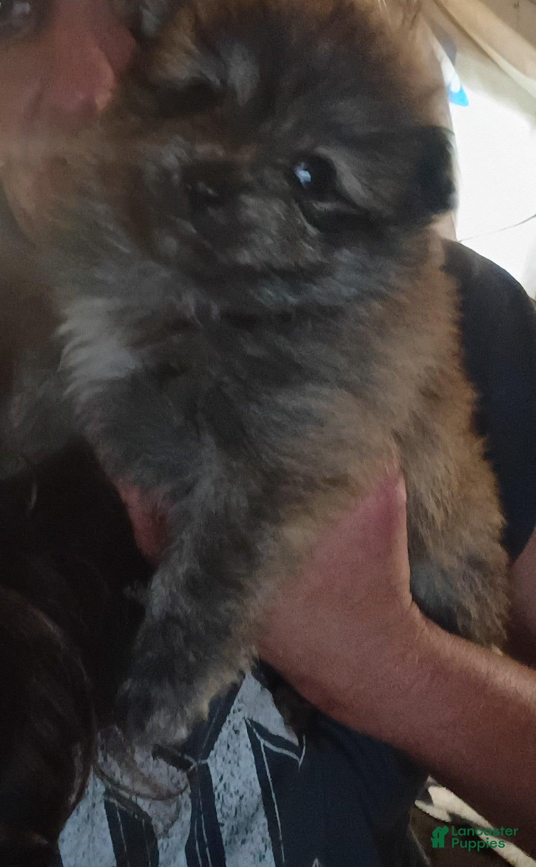 Pomeranian dogs Pomeranian Puppy 2 - Ad 15