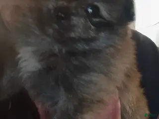 Pomeranian dogs Pomeranian Puppy 2 - Ad 11