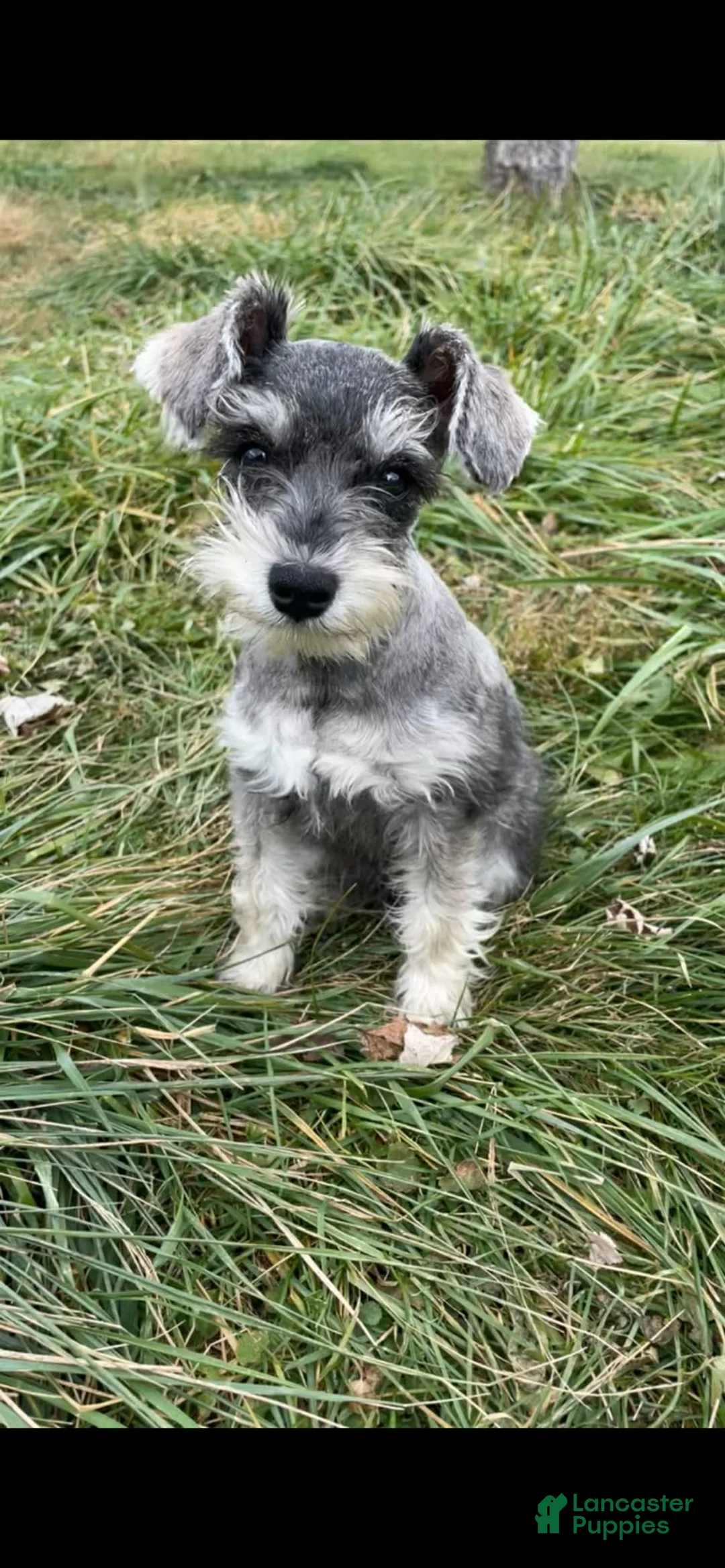 Miniature Schnauzer dogs for sale: Miniature Schnauzer Puppy 1 - Ad 3