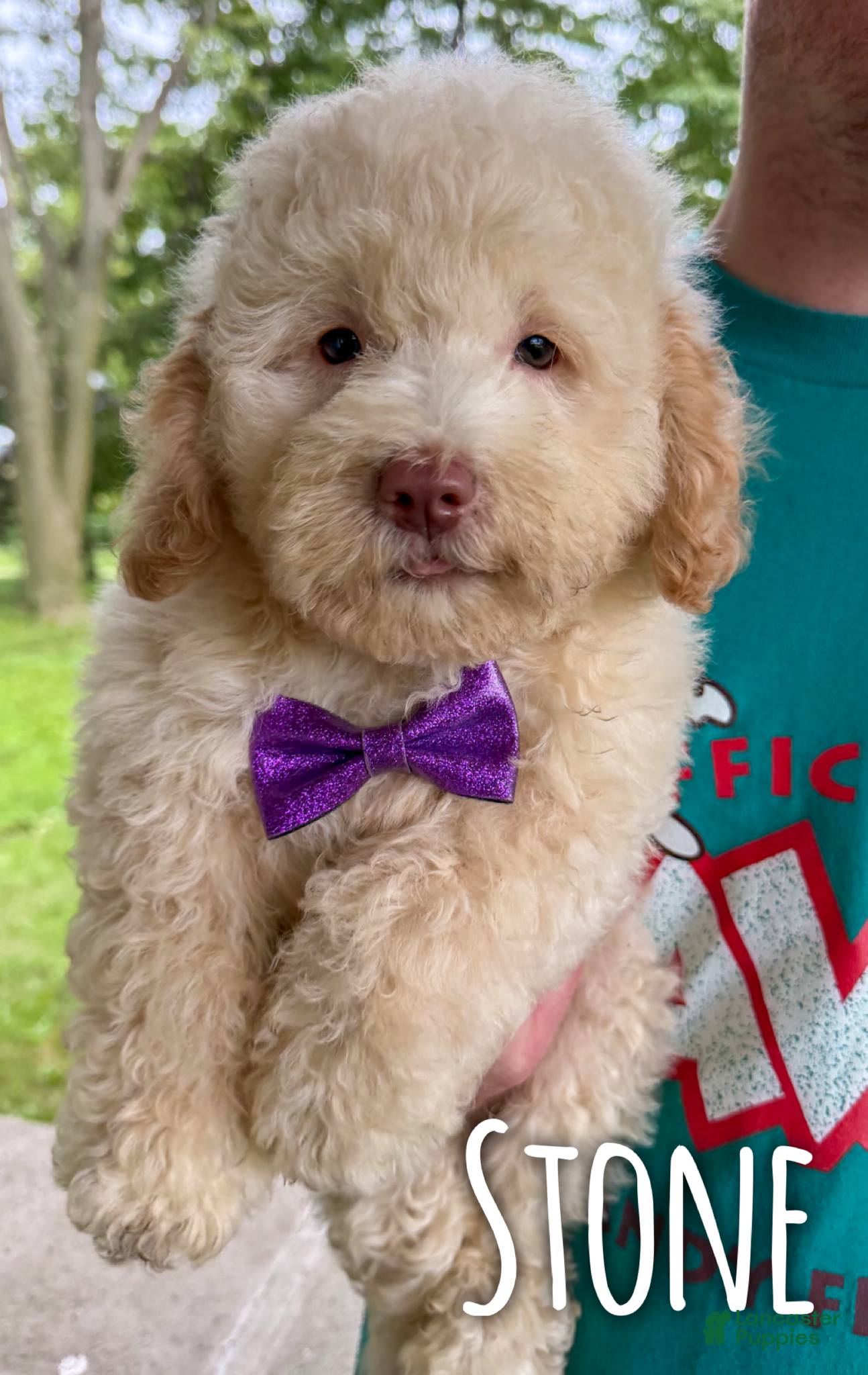 Mini Aussiedoodle dogs Stone - Micro Mini F1b - Ad 32
