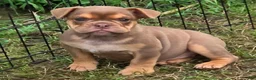 English Bulldog dogs for sale: Tinkabelle chocolate and tan  - Ad 5