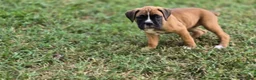 Boxer dogs for sale: Twinny - Ad 9