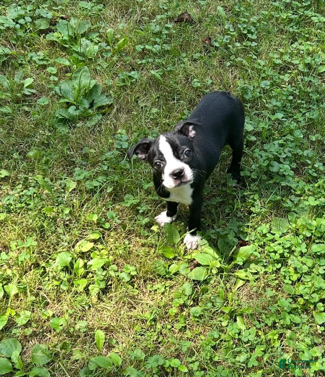 Boston Terrier dogs HAPPINESS IS TINY DEMI - Ad 2