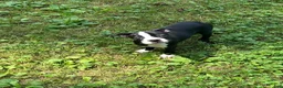 Boston Terrier dogs for sale: SALE PENDING - Ad 2