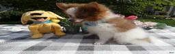 Pomeranian dogs for sale: Pomeranian 3 Jule - Ad 2