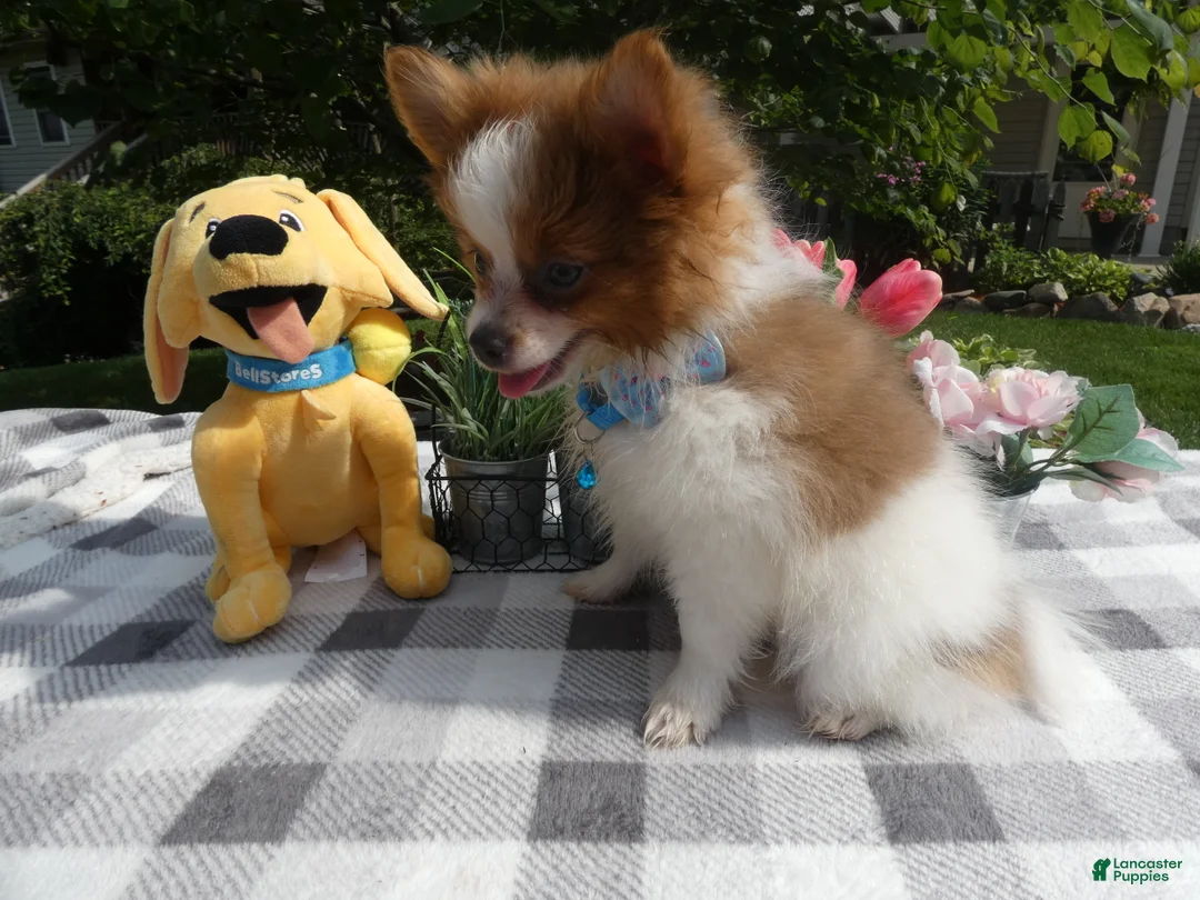 Pomeranian dogs for sale: Pomeranian 3 Jule - Ad 2