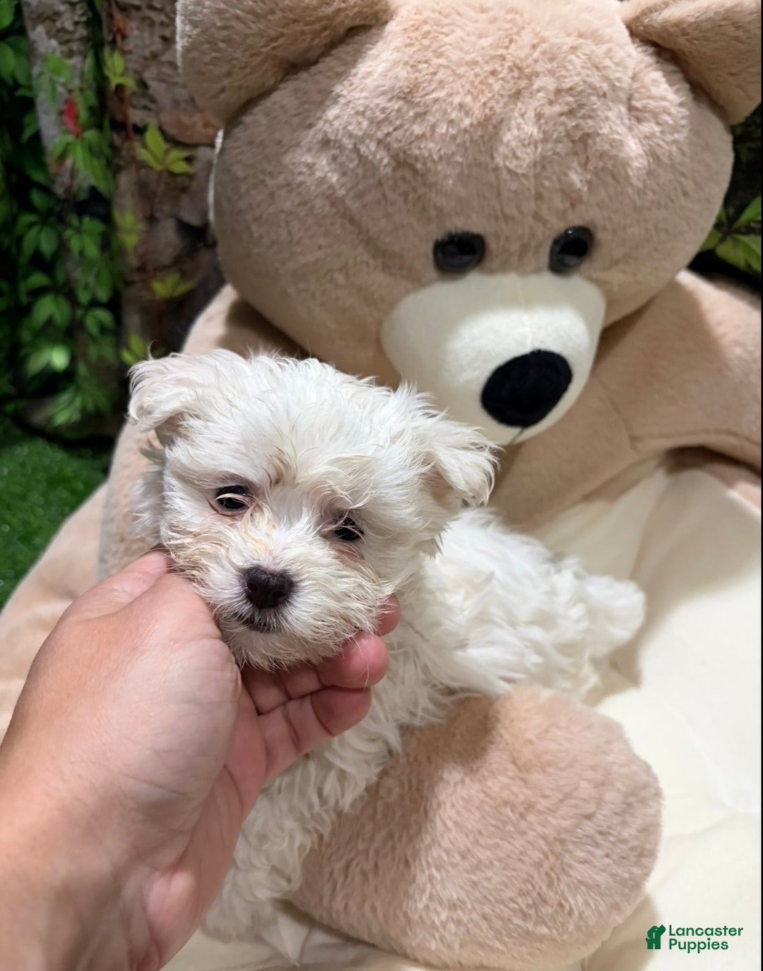 Maltese dogs for sale: AD - Ad 1