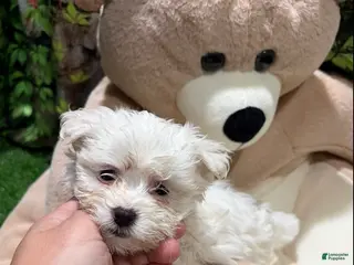 Maltese dogs AD - Ad 29