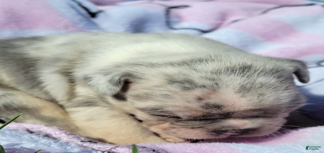 Gallery Image {{count}}