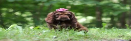 Cocker Spaniel dogs for sale: Thea - Ad 5
