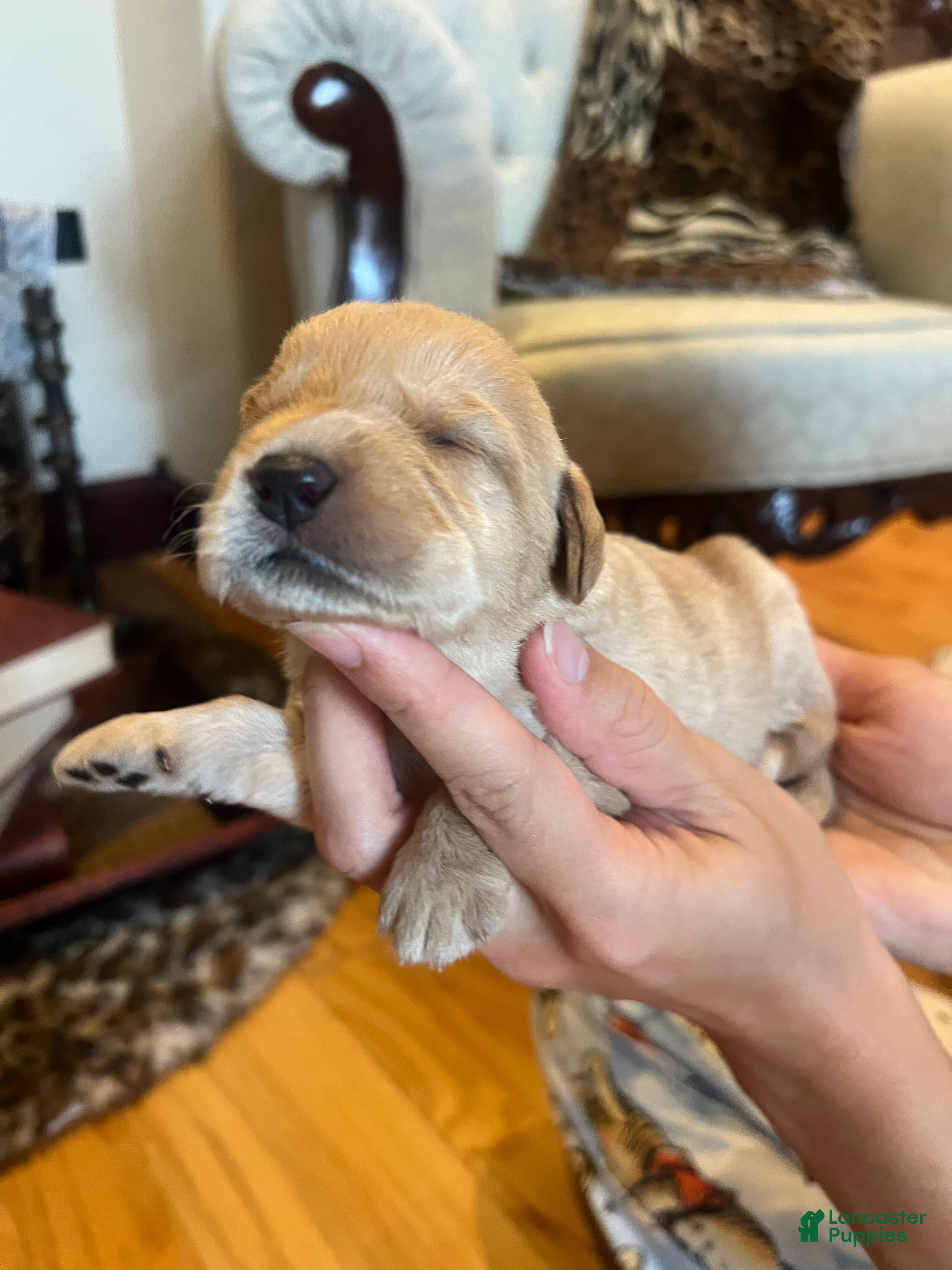 Labradoodle dogs Labradoodle Puppy 5 - Ad 16