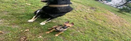 Mixed Breed dogs for sale: Mixed Breed 1 - Ad 5