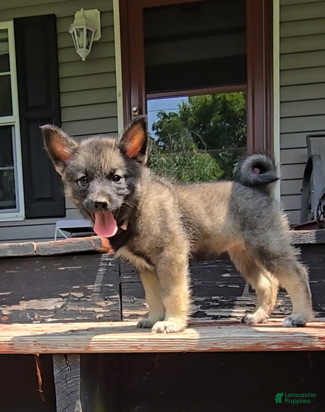 Norwegian Elkhound dogs Beauty  - Ad 1