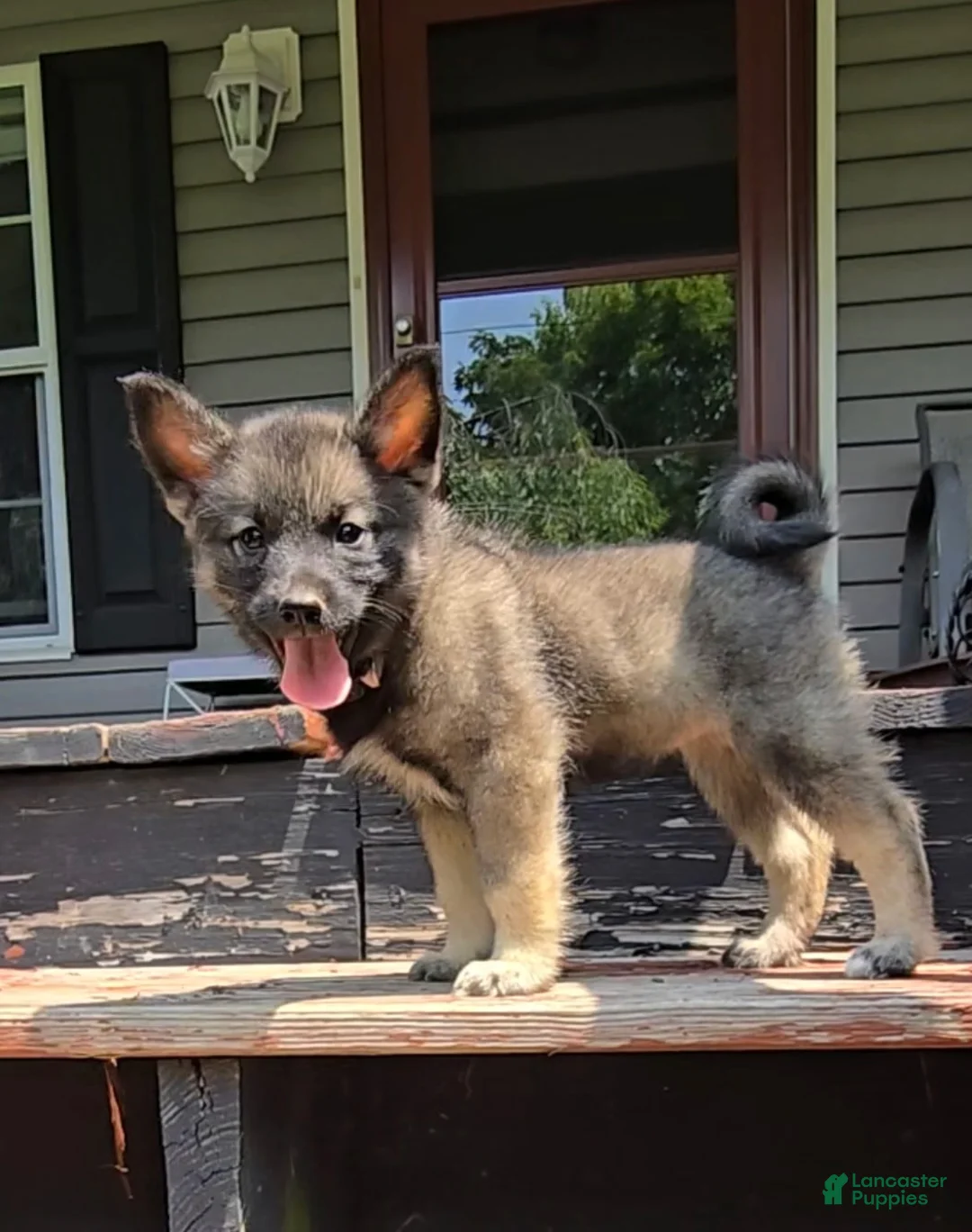 Norwegian Elkhound dogs for sale: Beauty  - Ad 1