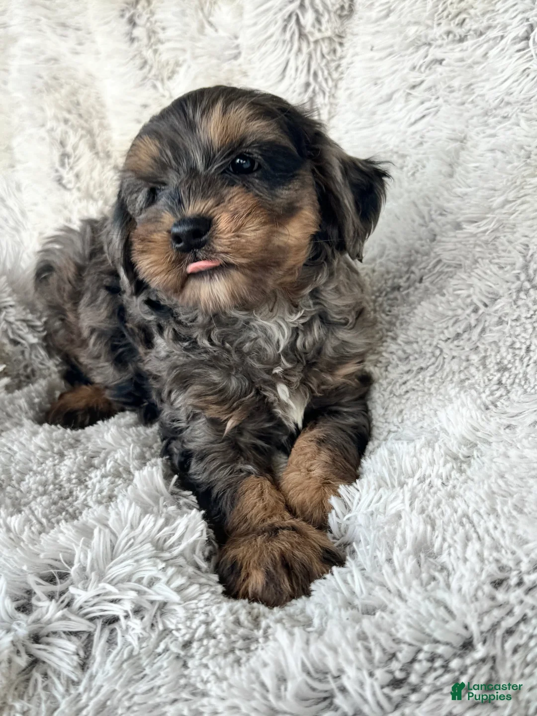 Cavapoo dogs for sale: Epic - Ad 2