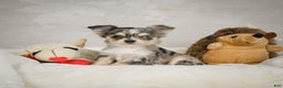 Chihuahua dogs for sale: Bella - Ad 1