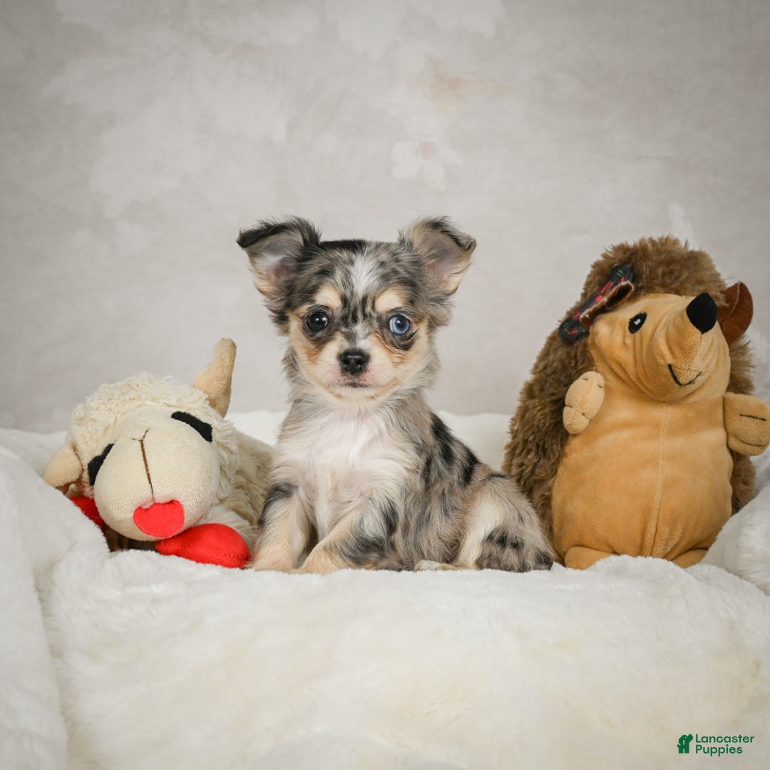 Chihuahua dogs for sale: Bella - Ad 1