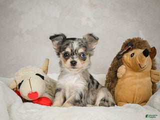 Chihuahua dogs Bella - Ad 42