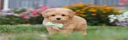 Maltipoo dogs for sale: Sailor - Ad 6