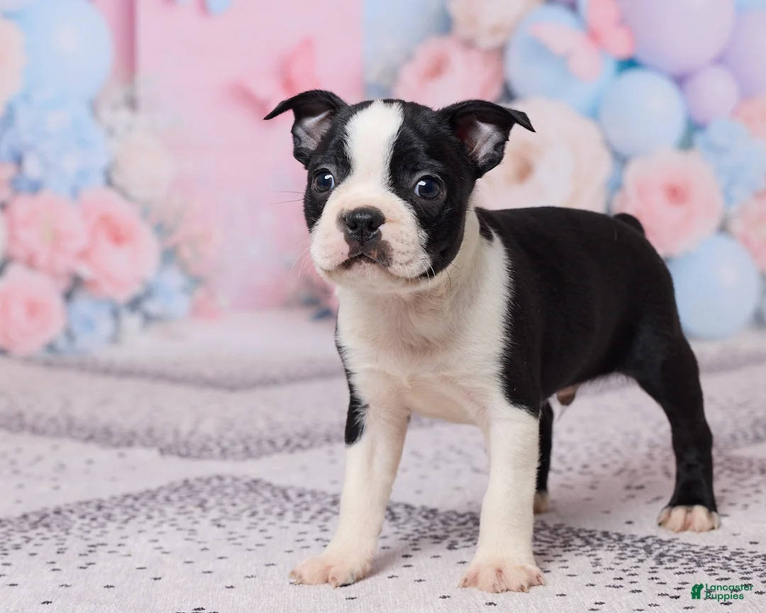 Boston Terrier dogs for sale: Jake - Ad 5