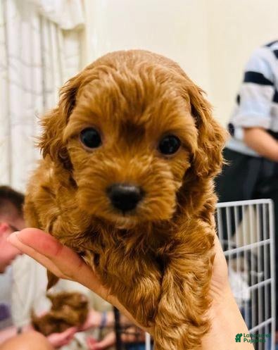 Cavapoo dogs Harry - Ad 4