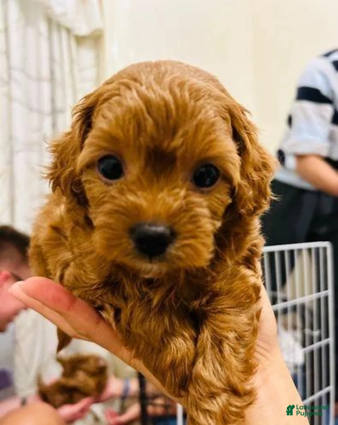 Cavapoo dogs for sale: Harry - Ad 1