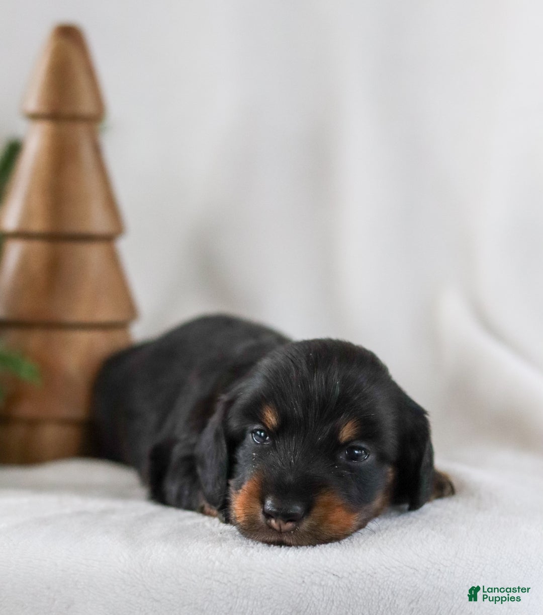 Miniature Dachshund dogs for sale: Indigo - Ad 8