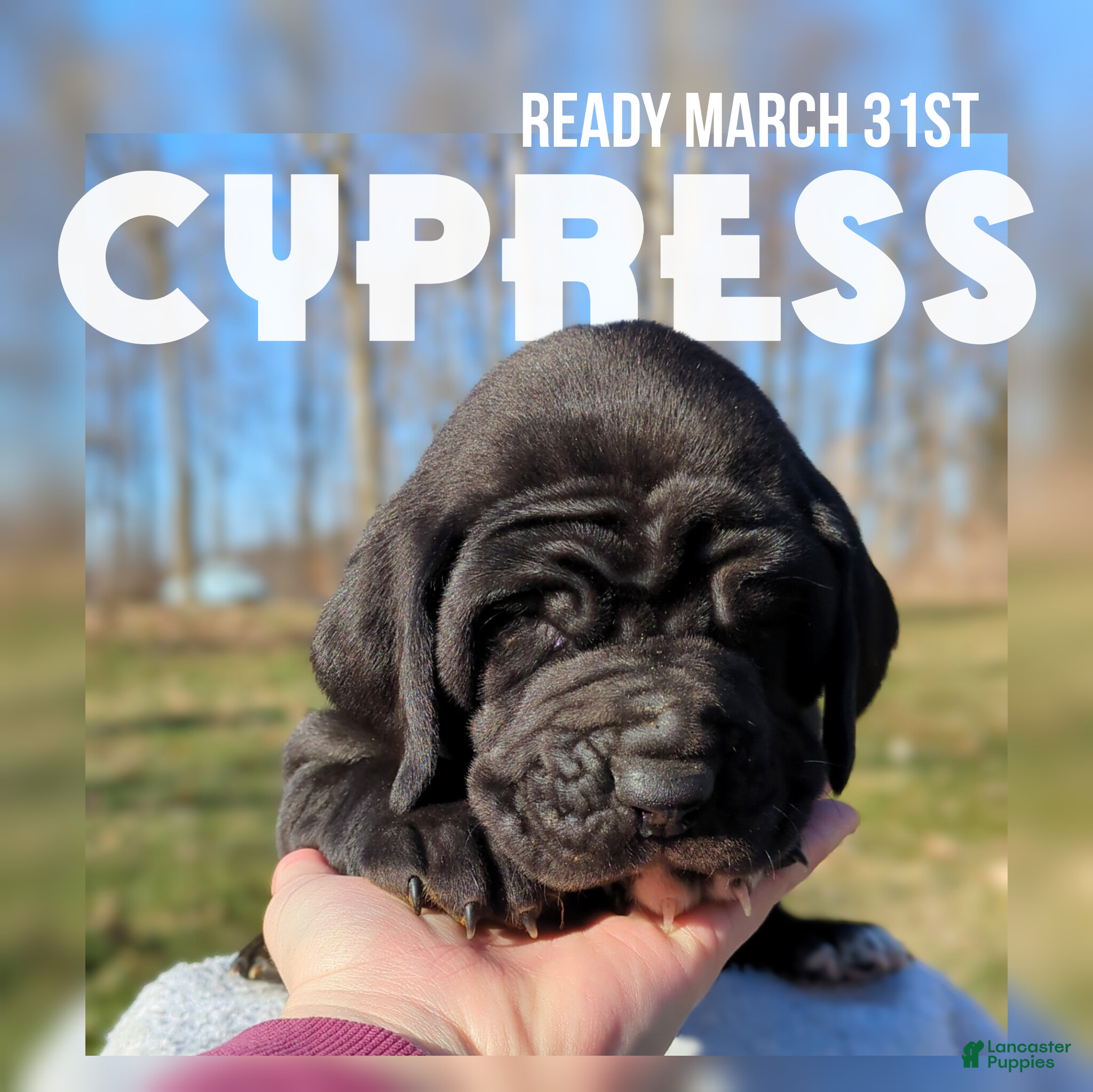 Great Dane dogs Cypress - Ad 1