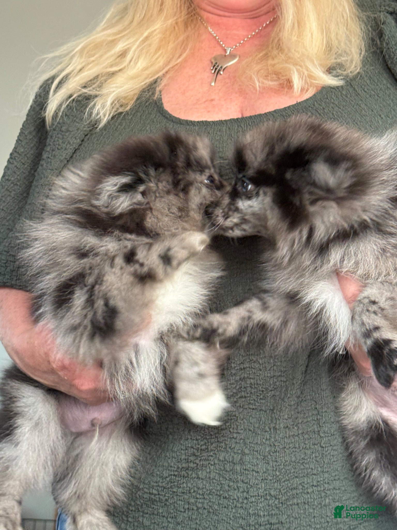 Pomeranian dogs Conway ( Twitty )  - Ad 2