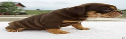 Beabull dogs for sale: Luna - Ad 2