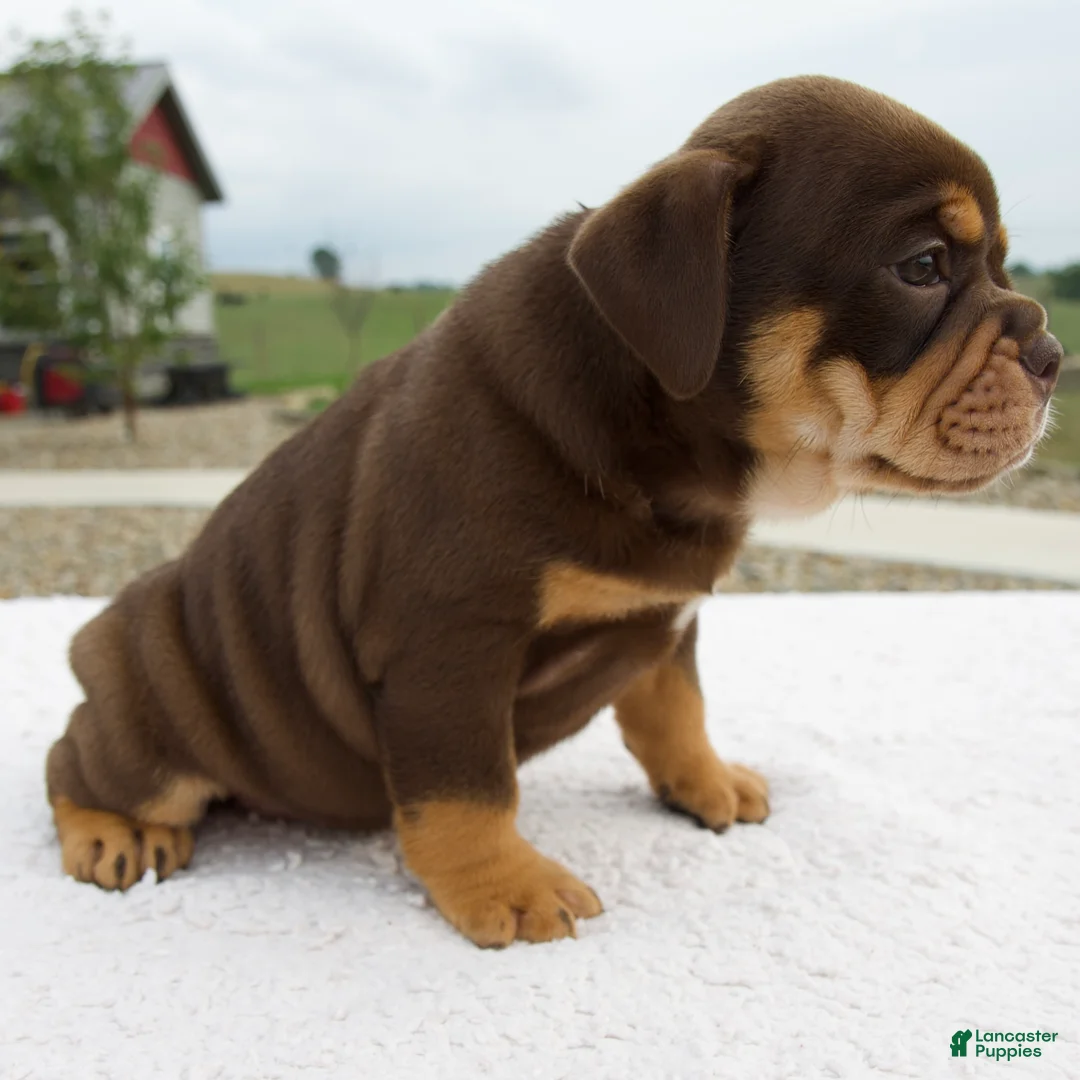 Beabull dogs for sale: Luna - Ad 2